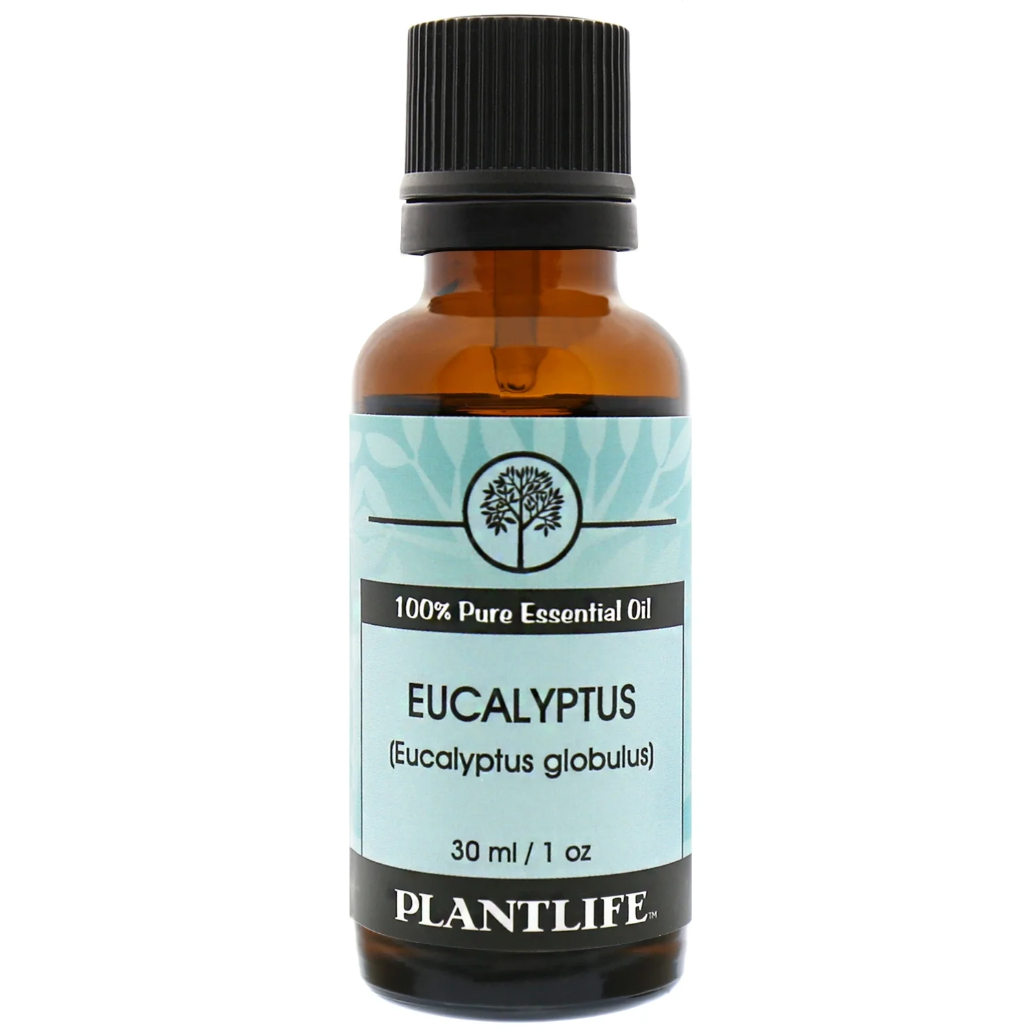 Eucalyptus Essential Oil - Image 6