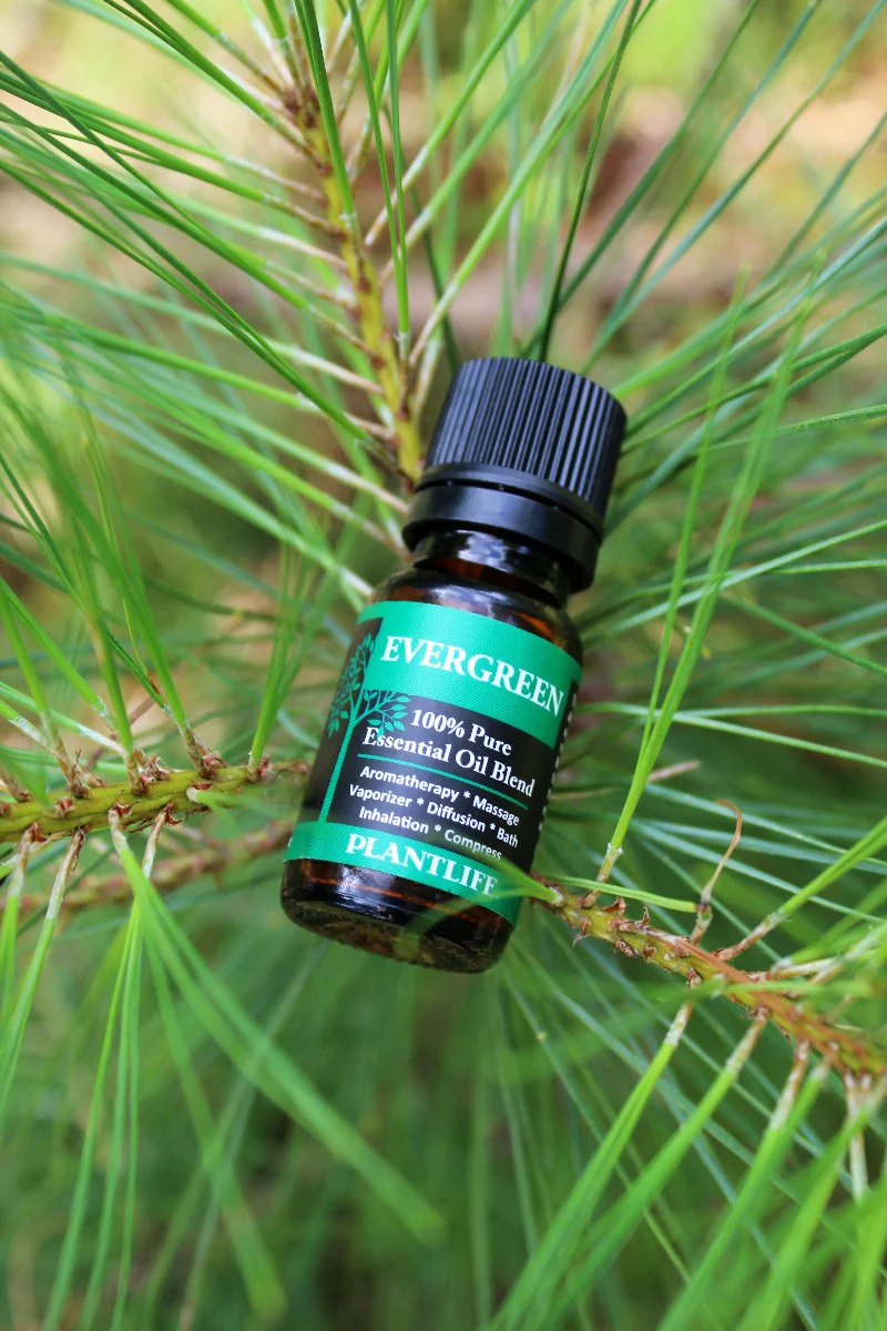 Evergreen Essential Oil Blend - Image 4