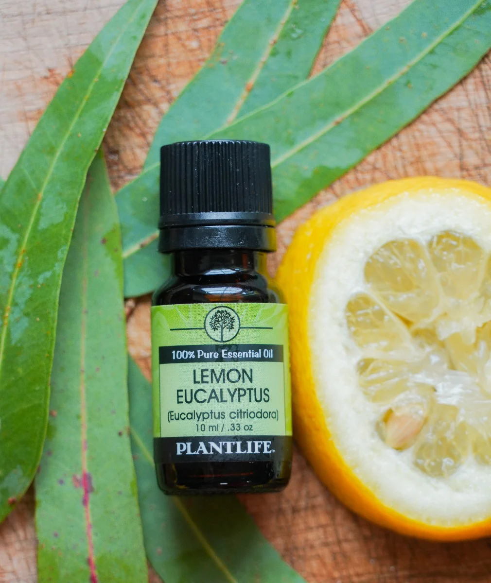 Lemon Eucalyptus Essential Oil - Image 3